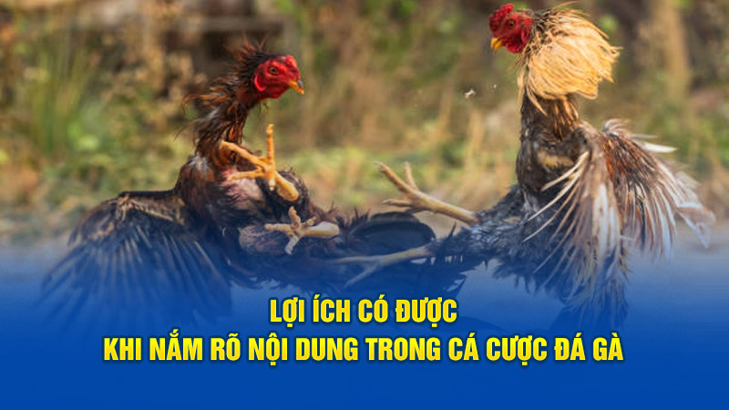 Lợi ích có được khi nắm rõ nội dung trong cá cược đá gà 