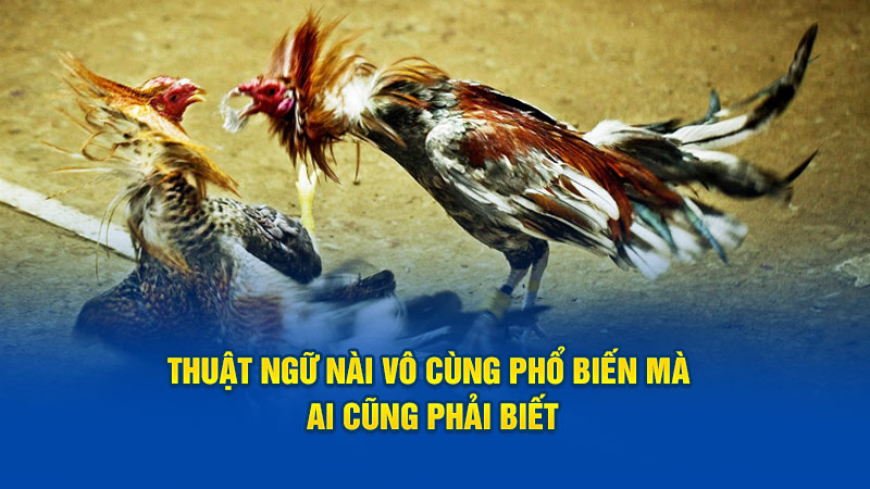 Thuật ngữ đá gà nài vô cùng phổ biến mà ai cũng phải biết